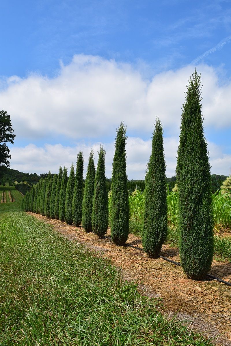 Juniperus communis 'Suecica'